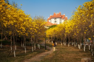 黄花风铃花开时