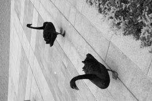 黑天鹅的水墨行吟