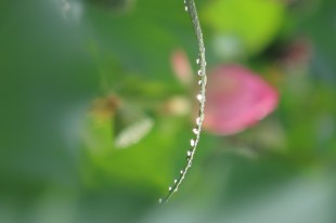 青叶悬珠似明月