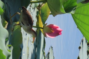 风蒲猎猎小池塘