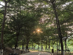 绿荫下的日光曲