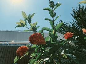 嘉庚一隅： 悠然游弋