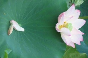 一念花开 一念花落 一念放下 万般自在