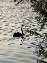 生命的延续&mdash;&mdash;&ldquo;嘉园&rdquo;黑天鹅