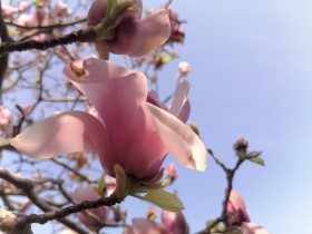 &ldquo;嘉&rdquo;意新生