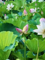 &ldquo;嘉园&rdquo;双生荷花