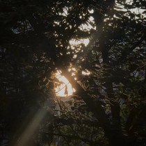 树间舞蹈的少女