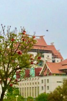 主楼掠过的小鸟