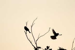 &ldquo;嘉&rdquo;有动静