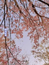 送你一天空樱花