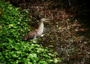 我“嘉”小同学