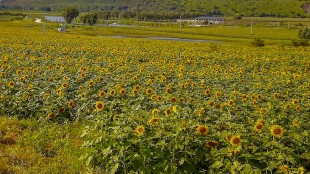 种的&ldquo;太阳&rdquo;