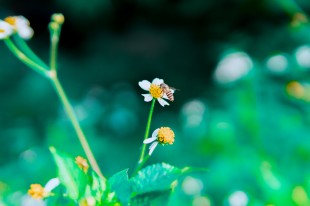 扑面而来的春意