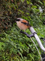 在&ldquo;嘉&rdquo;的日子风也温柔
