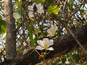 夏日&ldquo;星河&rdquo;