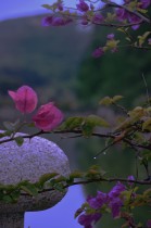 雨后&middot;薄暮&middot;花影