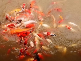 &ldquo;小巨蛋&rdquo;的鱼儿们