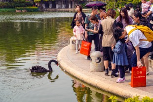 我在厦大遇天鹅