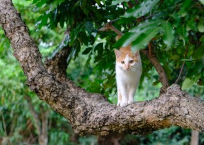 小猫咪和龙眼树