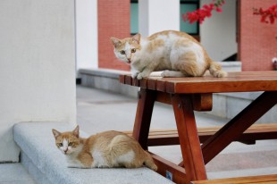 关于&ldquo;嘉&rdquo;的第93次印象