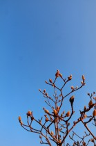 &ldquo;嘉园&rdquo;的花木