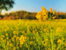 立春&middot;油菜花集
