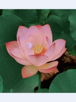 心中有莲，步步升花