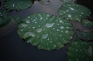 雨后傍晚去了荷塘边散步