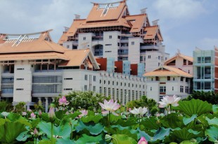 微风轻拂荷叶莲莲