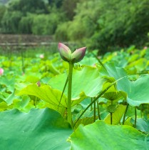 &ldquo;好运莲莲&rdquo;幼崽时期