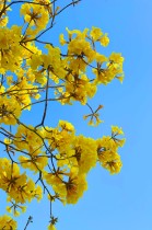 &ldquo;嘉&rdquo;里的花