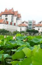 &ldquo;嘉&rdquo;荷万事兴