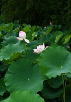 荷&ldquo;嘉&rdquo;欢乐