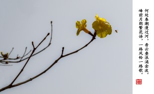 日见黄花风铃木