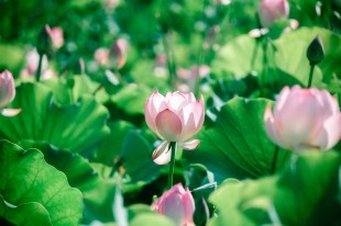 花与浪漫 永不过时