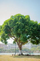 &ldquo;嘉庚&rdquo;之夏