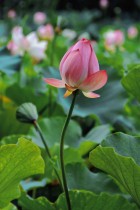 &ldquo;嘉园&rdquo;的夏季