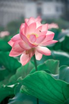 映日&ldquo;嘉&rdquo;荷