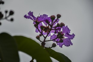 &ldquo;嘉&rdquo;阴雨的细微