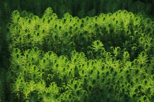 绿色&ldquo;嘉园&rdquo;