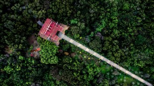 幽绿丛中一点红