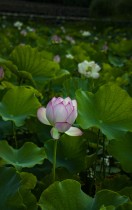 夏至&ldquo;嘉园&rdquo; 荷你有约