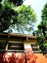 午后的红墙绿影