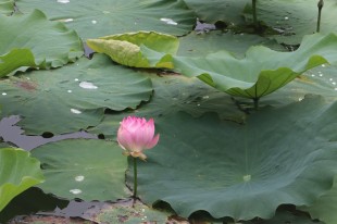碧波之上，莲花盛开