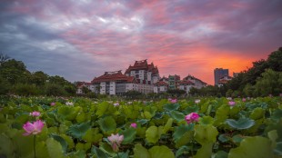 &ldquo;红&rdquo;运当头喜&ldquo;莲莲&rdquo;