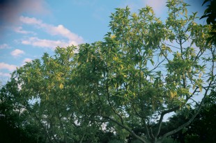 我眼中的&ldquo;嘉庚&rdquo;