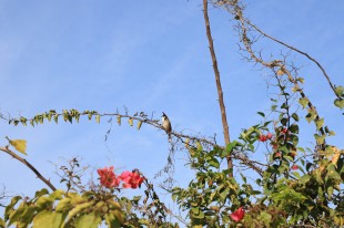 &ldquo;嘉园&rdquo;小动物