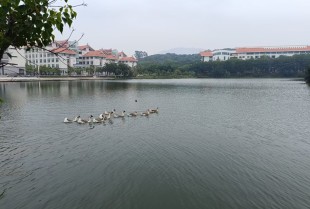 春江水暖鹅先知