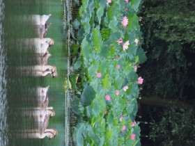 花中有鹅 鹅中有花