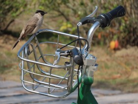&ldquo;小绿&rdquo;与鸟